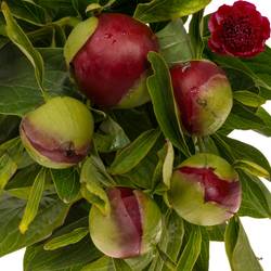 Pfingstrose rot gefüllt Charm 55cm