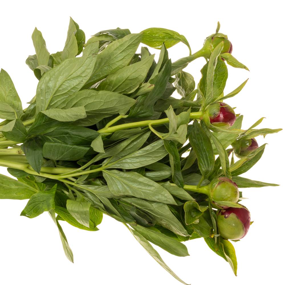 Pfingstrose rot gefüllt Charm 55cm