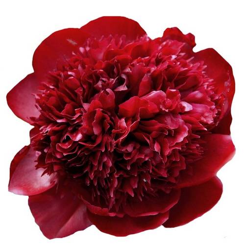 Pfingstrose rot gefüllt Charm 55cm