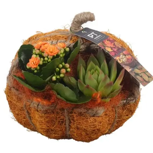 Kal.Arr PTHI5459 Herbst T18 H017