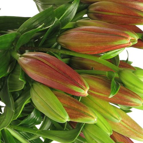 Lilie asiatisch rot Original 3+Blüte 80cm