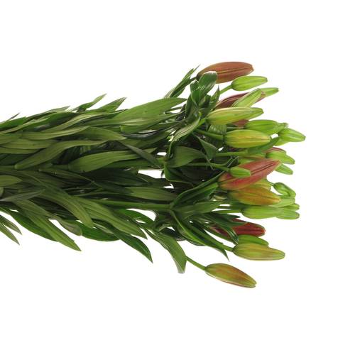Lilie asiatisch rot Original 3+Blüte 80cm