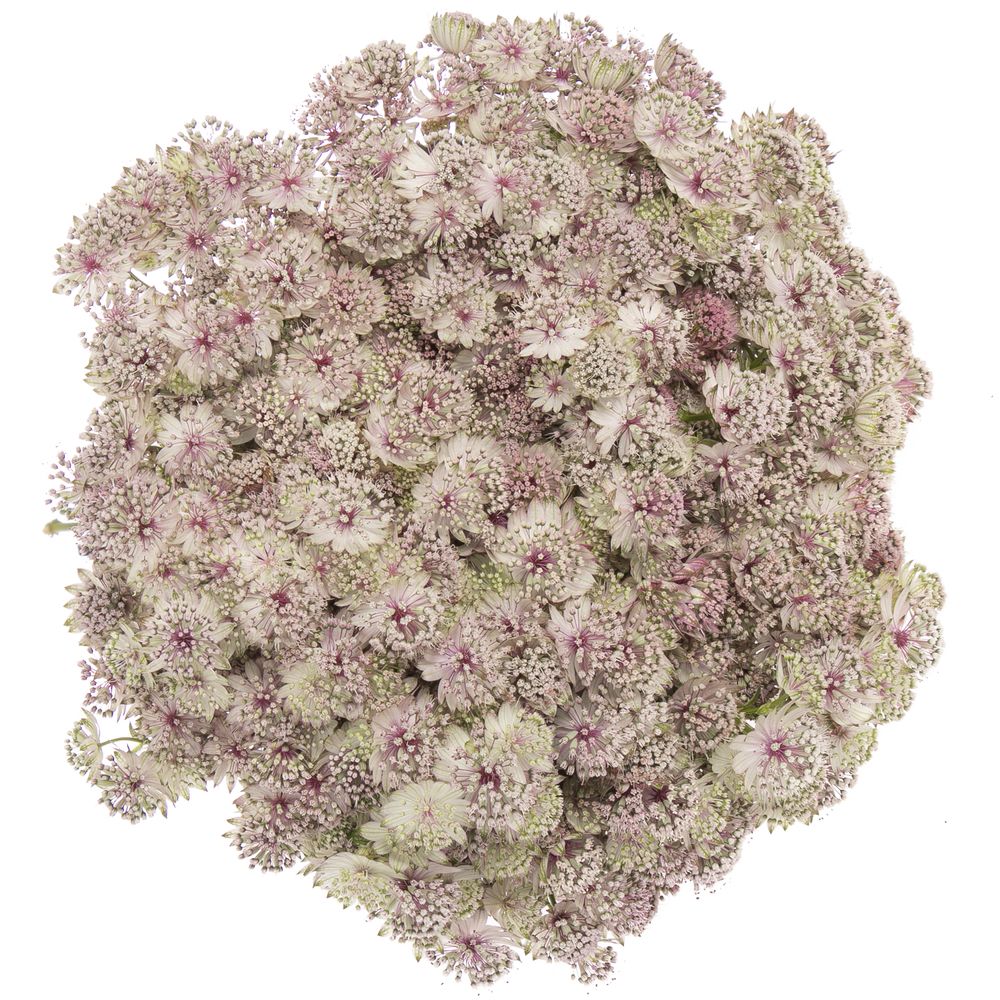Astrantia hell rosa Ballerina 70cm