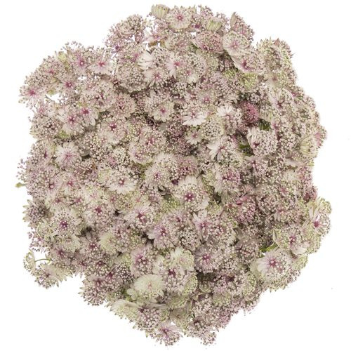 Astrantia hell rosa Ballerina 70cm