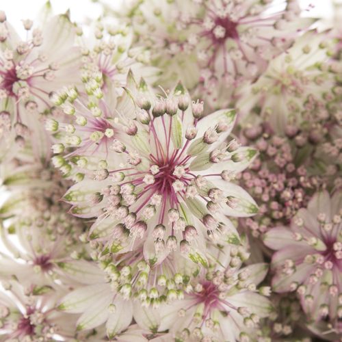 Astrantia hell rosa Ballerina 70cm
