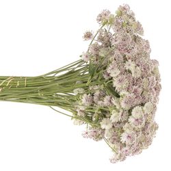 Astrantia hell rosa Ballerina 70cm