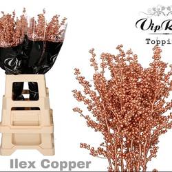Ilex copper gefarbt 70cm