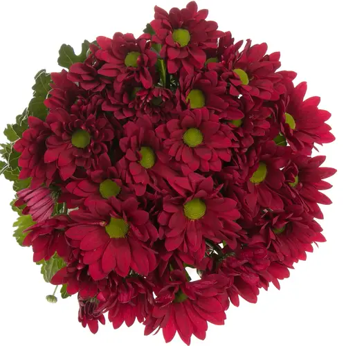 Chrys.Tros rot Ruby Star