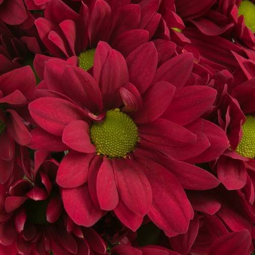 Chrys.Tros rot Ruby Star