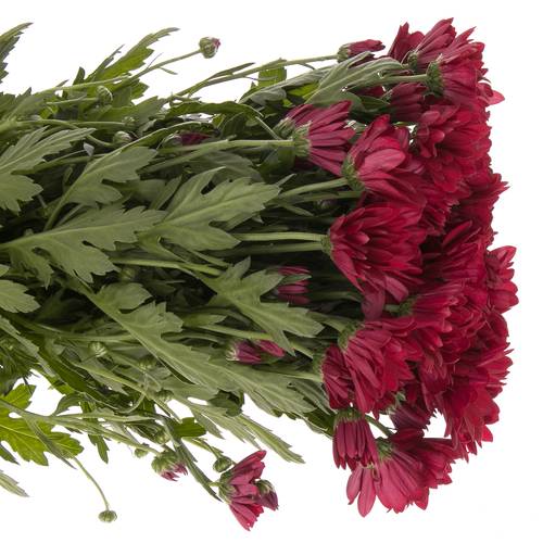 Chrys.Tros rot Ruby Star