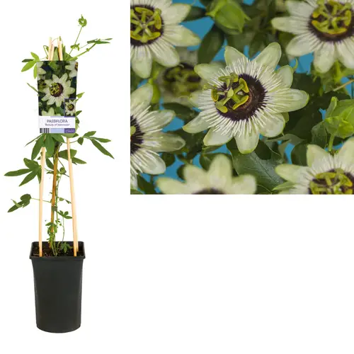 Passiflora Beauty of Hannover T17 H075