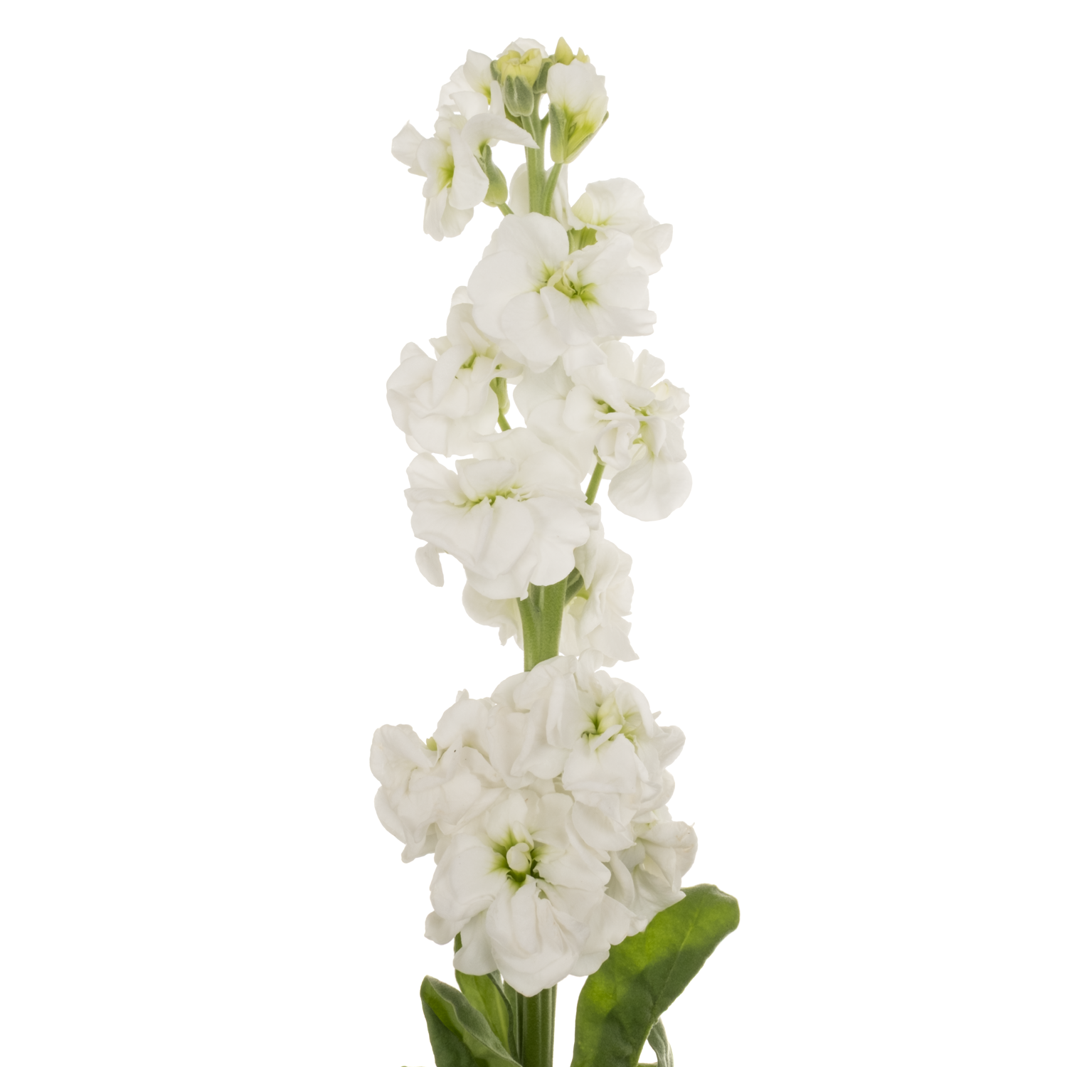 Levkoje weiss StoX White 55cm