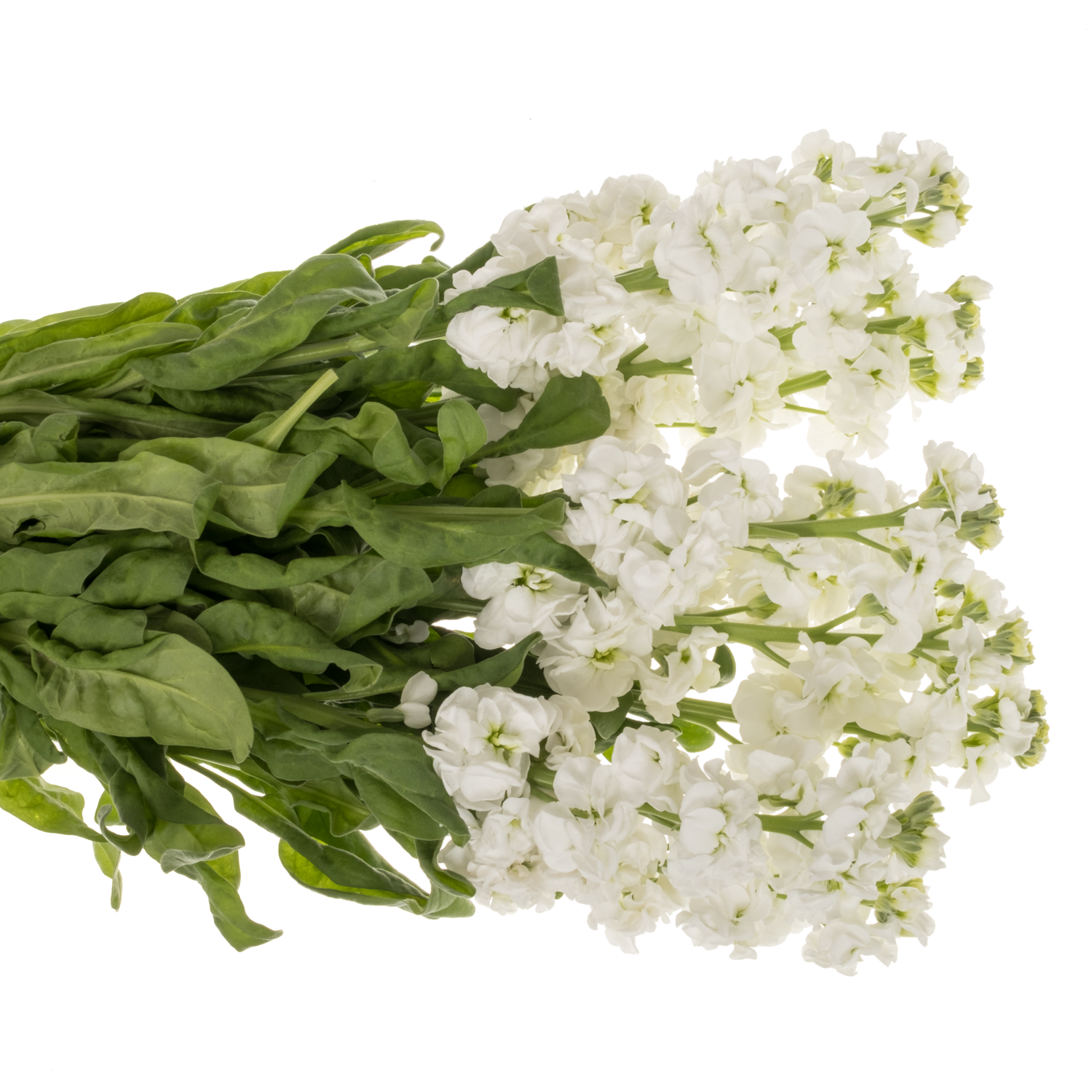 Levkoje weiss StoX White 55cm