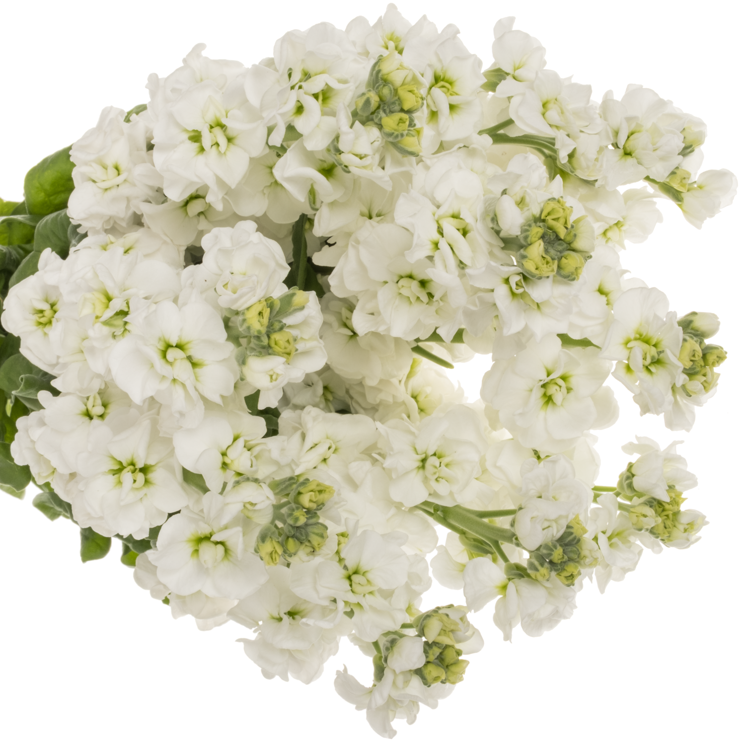 Levkoje weiss StoX White 55cm