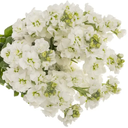 Levkoje weiss StoX White 55cm