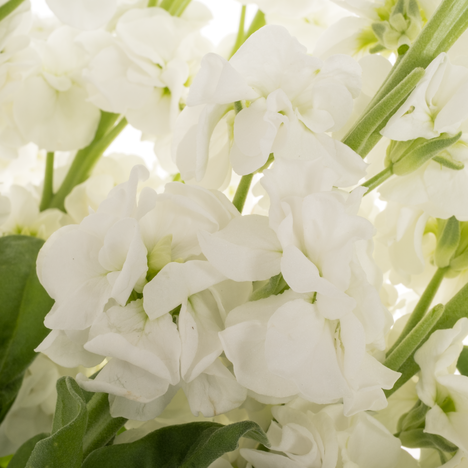 Levkoje weiss StoX White 55cm