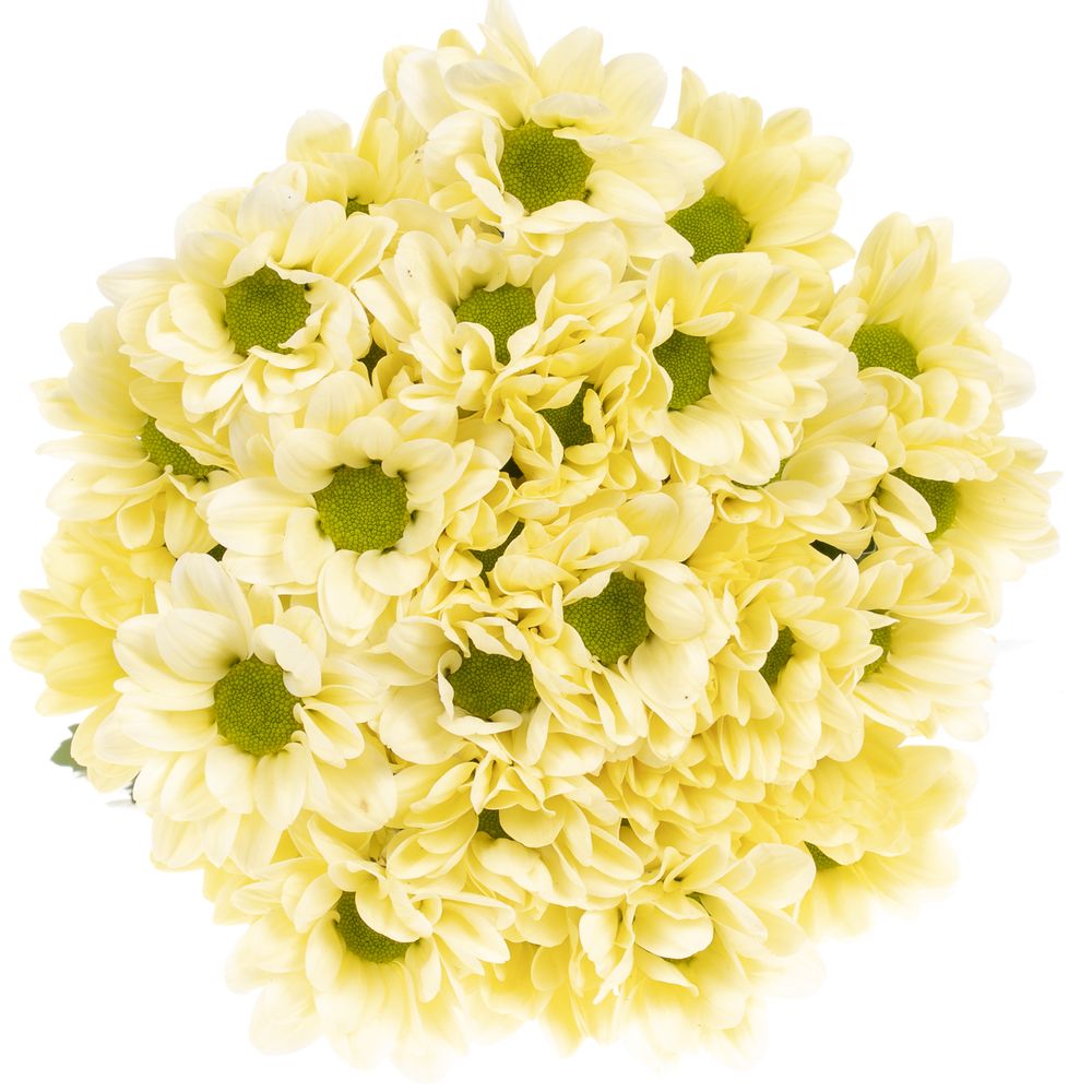 Chrys.Tros creme Chic 75 Gramm