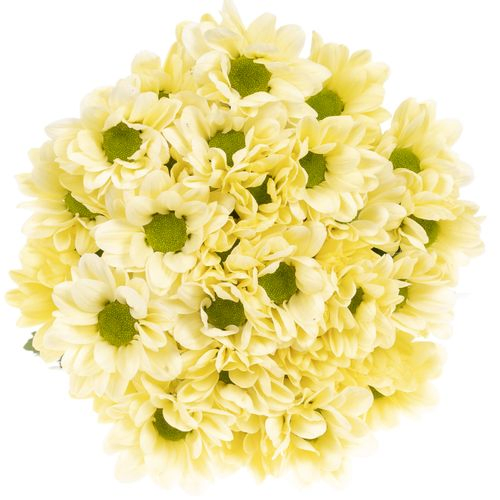 Chrys.Tros creme Chic 75 Gramm