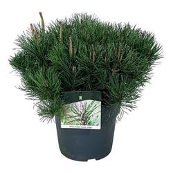 Pinus Mugo Mugo T24 H045