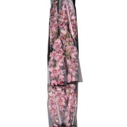 Mini Cymbidium rosa Stanley 40cm 8+Blüte