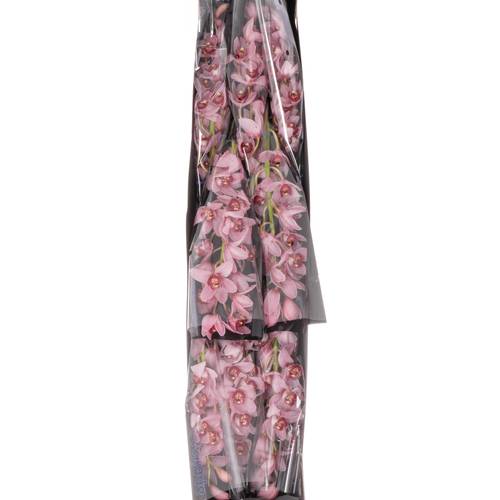 Mini Cymbidium rosa Stanley 40cm 8+Blüte