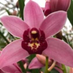 Mini Cymbidium rosa Stanley 40cm 8+Blüte