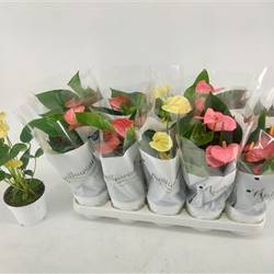 Anthurium mix Schnäpch von Uhr T12 H040