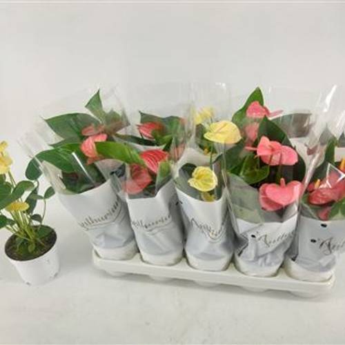 Anthurium mix Schnäpch von Uhr T12 H040
