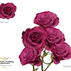 Rose verzweigt lila Rainy Day 50cm