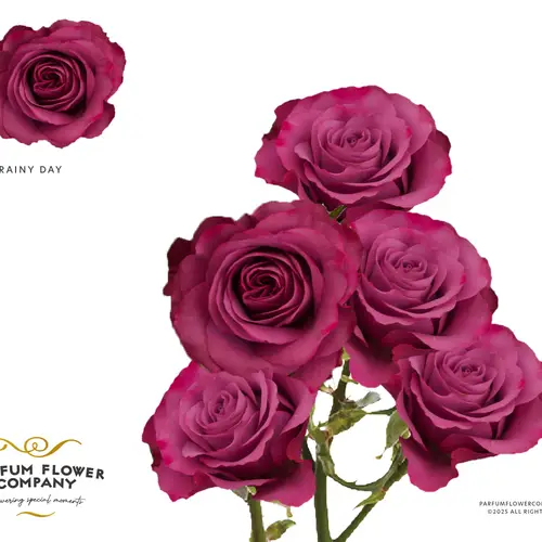 Rose verzweigt lila Rainy Day 50cm