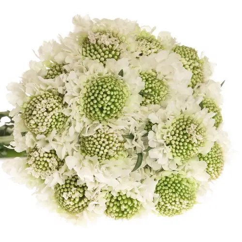 Scabiosa weiss Scoop 55cm