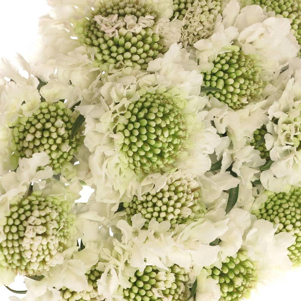 Scabiosa weiss Scoop 55cm