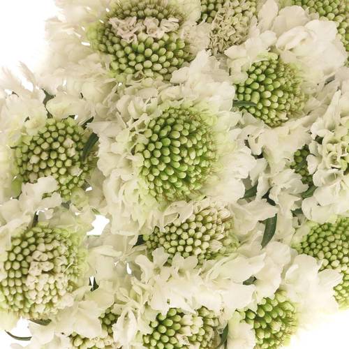 Scabiosa weiss Scoop 55cm