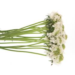 Scabiosa weiss Scoop 55cm