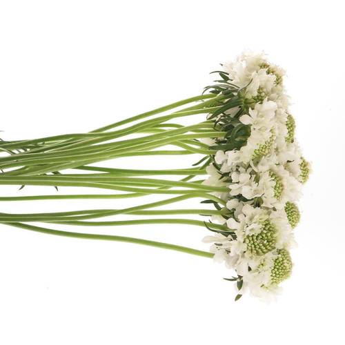 Scabiosa weiss Scoop 55cm