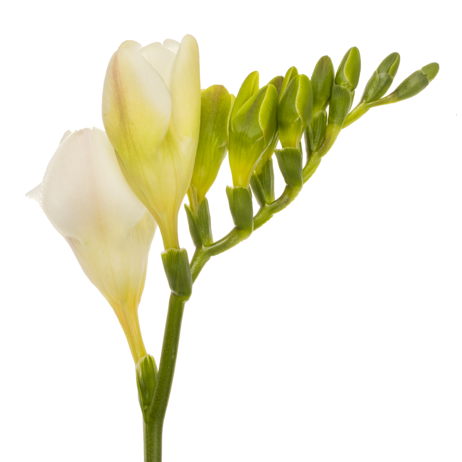 Freesie weiss gefüllt Versailles 16 Gramm