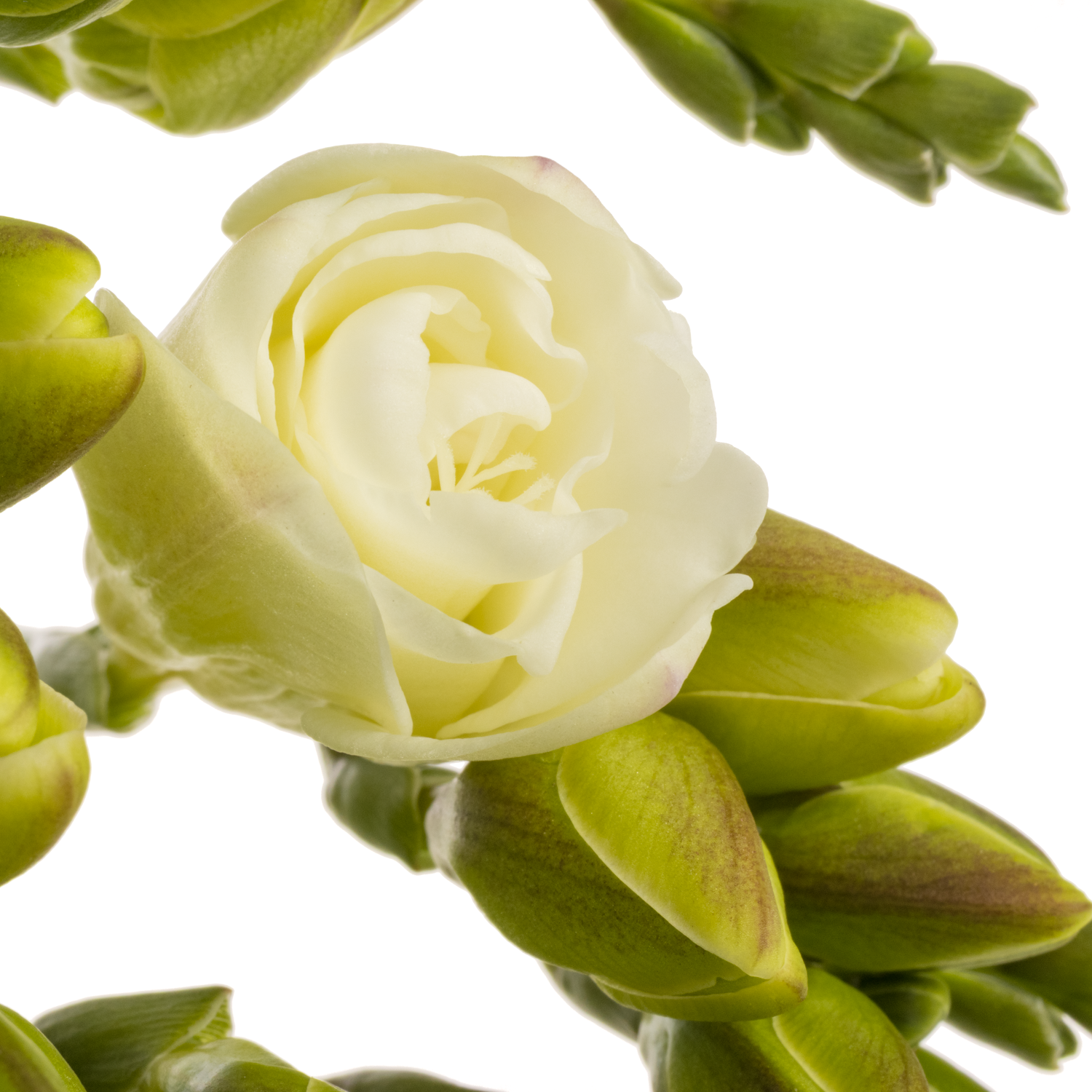 Freesie weiss gefüllt Versailles 16 Gramm