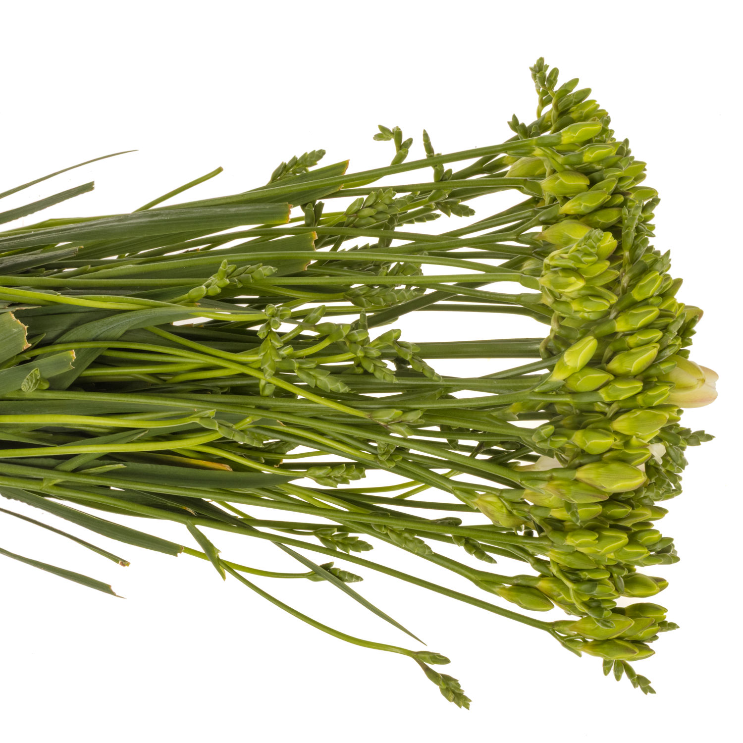 Freesie weiss gefüllt Versailles 16 Gramm