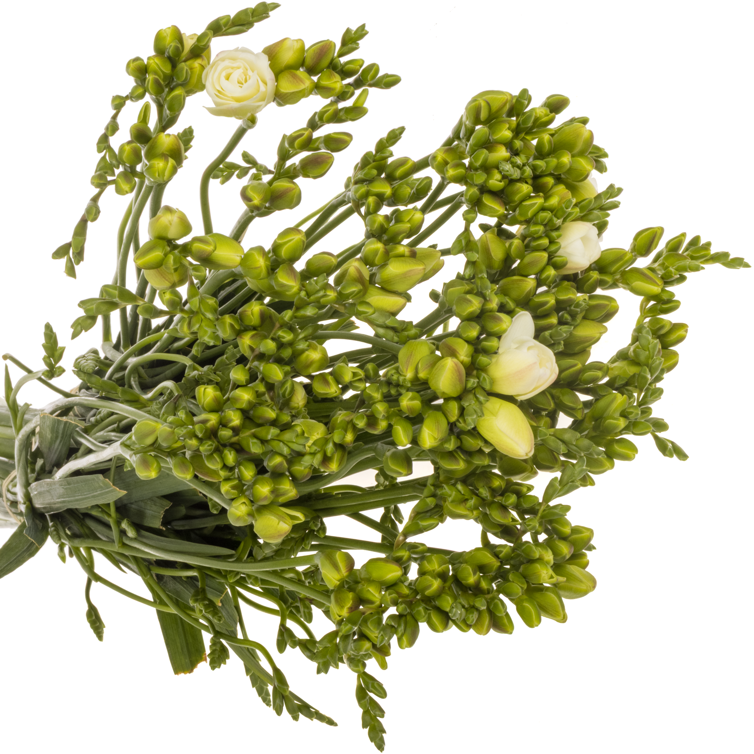 Freesie weiss gefüllt Versailles 16 Gramm