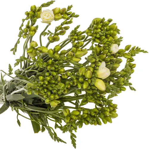 Freesie weiss gefüllt Versailles 16 Gramm