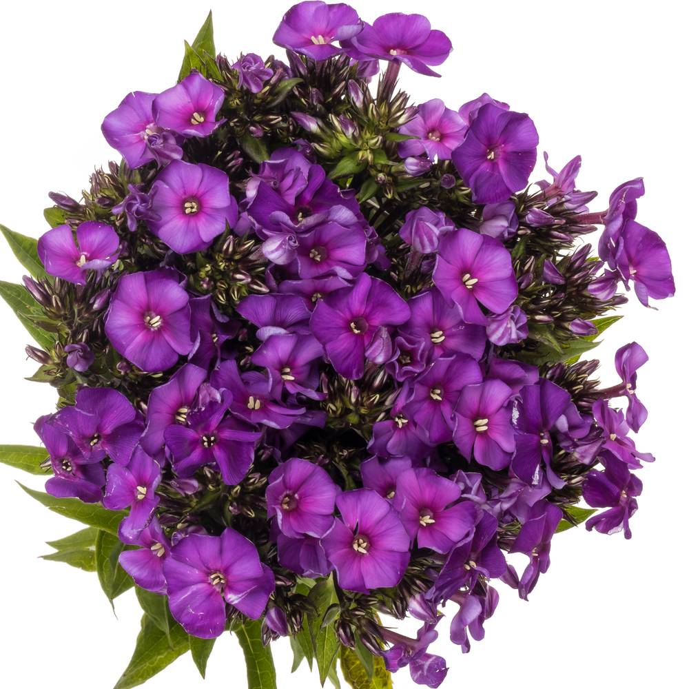 Phlox lila Van Gogh 70cm