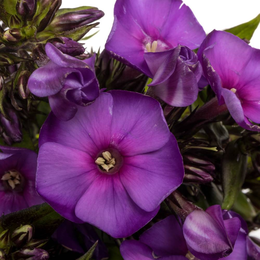 Phlox lila Van Gogh 70cm