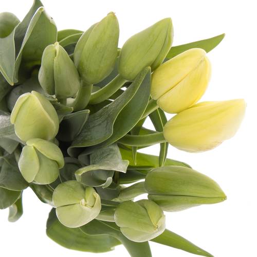 Franz.weiss Bollene 70 Gramm 65cm