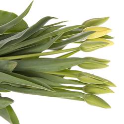 Franz.weiss Bollene 70 Gramm 65cm