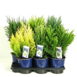 Chamaecyparis mix T17 H55