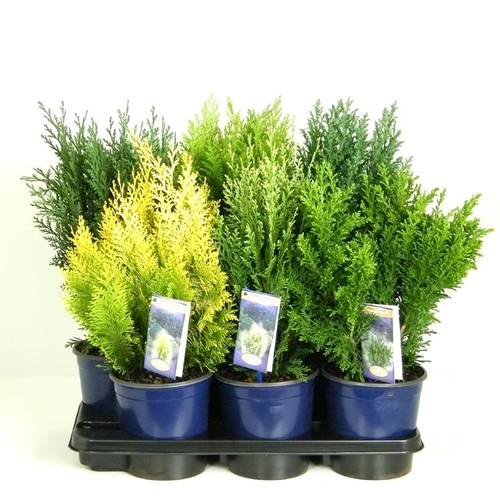 Chamaecyparis mix T17 H55