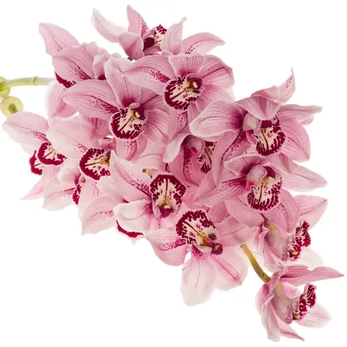 Cymbidium rosa Queen Mona 80cm 13+Blüte