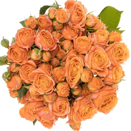 Rose verzweigt orange Bubbles 5+Blüte 70cm
