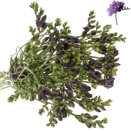 Freesie blau Vera 28 Gramm