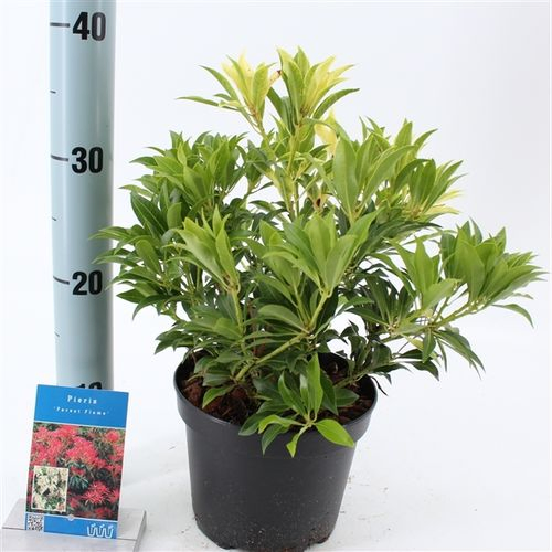 Pieris Jap. Forest Flame T17 H30